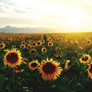 Meet your Posher, Joann